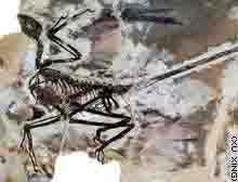 Four winged dinosaur fossil